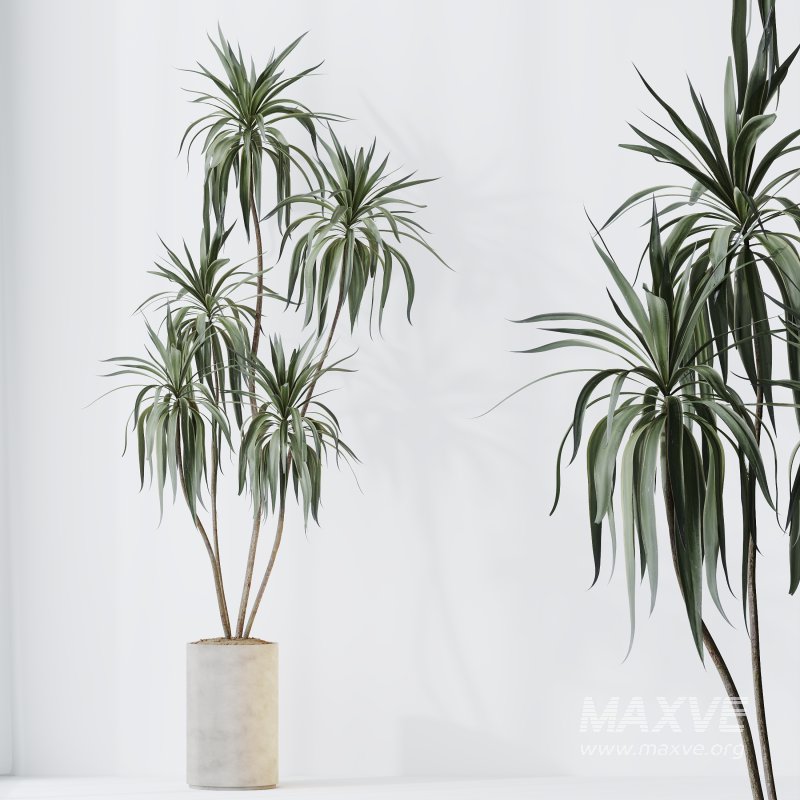 AV Indoor plants set 167 Aspidistra Elatior and Warneckii Lemon Lime and Mission Olive Tree - Image 11