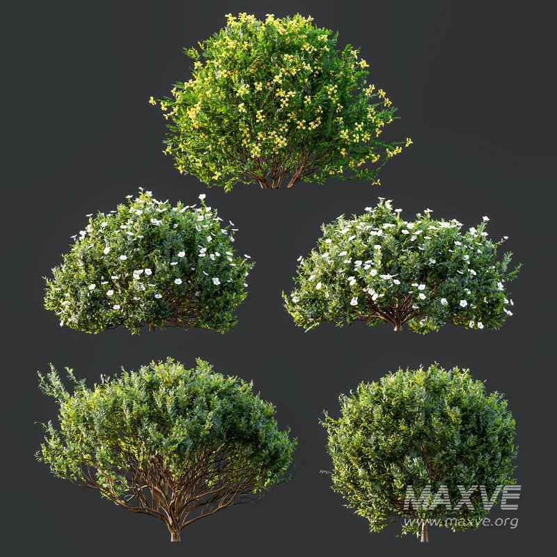 AV 5different bush Cistus Albidus Zistrose Flower White and Coronilla Valentina Glauca - Image 11