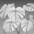 Monstera deliciosa - Thumbnail 7