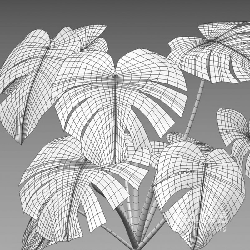 Monstera deliciosa - Image 7