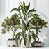 AV Indoor plants set 157 Mission Kalamata Chemlali Olive and Spathiphyllum Wallisii Bellini Peace Lily Domino - Thumbnail 3