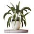AV Indoor plants set 157 Mission Kalamata Chemlali Olive and Spathiphyllum Wallisii Bellini Peace Lily Domino - Thumbnail 7