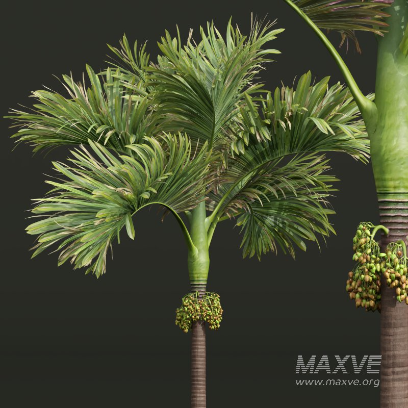 AV Ravenala Madagascariensis Travelers Palm and Areca Catechu Decorative Garden Fruit - Image 6