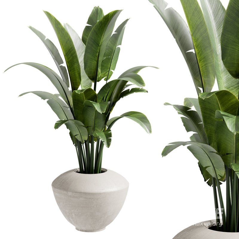 Outdoor Plant 39 - Image 2