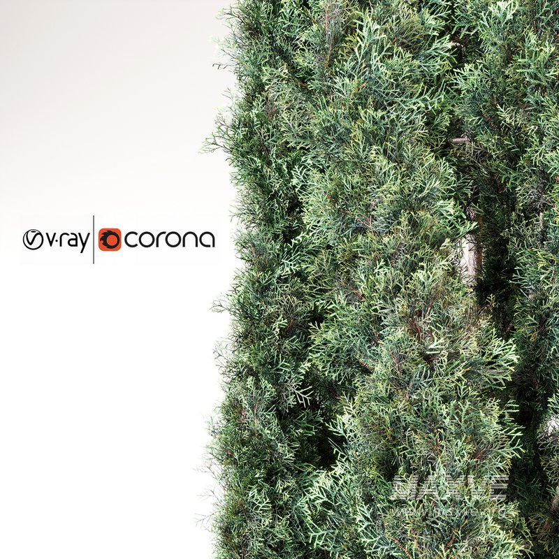 Cypress tree 01 - Image 3