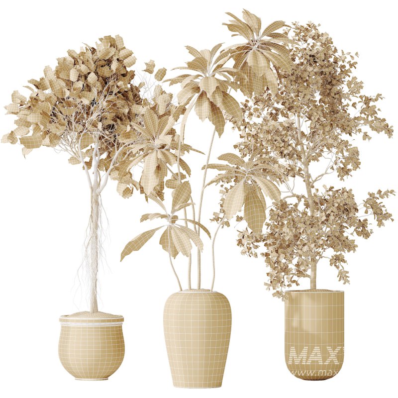 AV Indoor plants set 176 Ficus Cyathistipula and Benjamina African Fig and Mission Leccino Arbequina Olive - Image 13