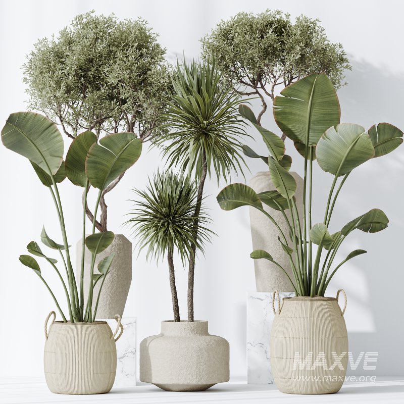 AV Indoor plants set 172 Mission Arbequina Olive and Ravenala Banana Strelitzia and Spineless Yucca Aloifolia Rostrata - Image 7