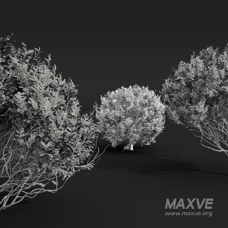 AV 5different bush Cistus Albidus Zistrose Flower White and Coronilla Valentina Glauca - Image 14