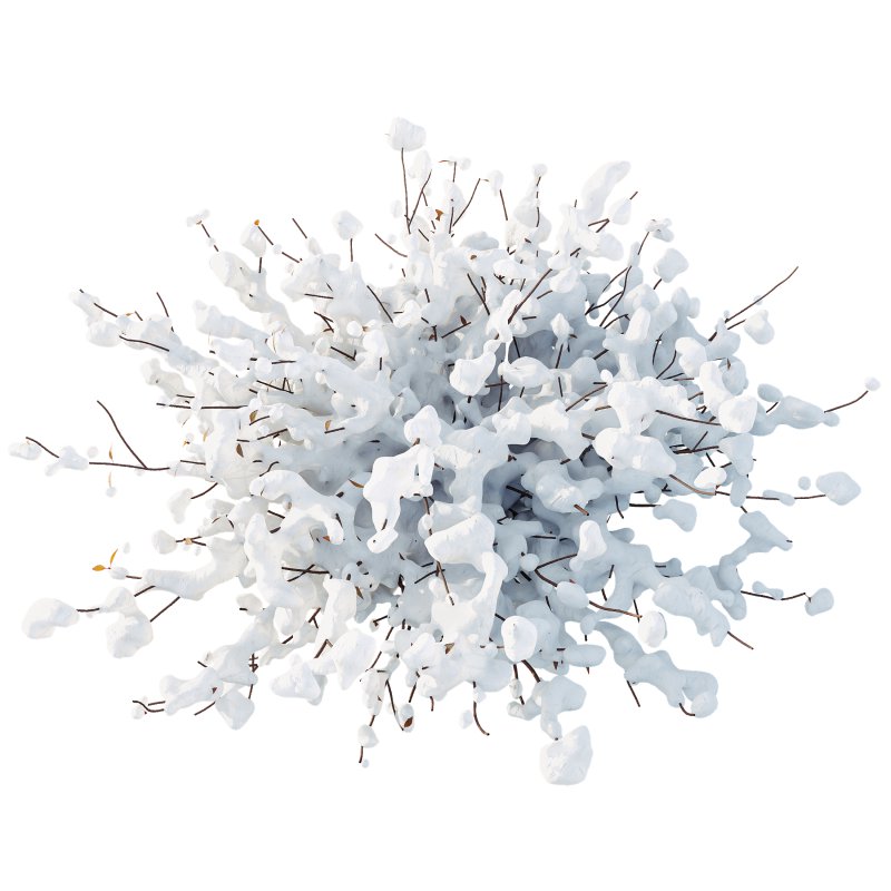 AV Plants Abelia X Grandiflora Red Glossy Radiance Sherwood Winter Snow - Image 1