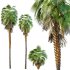 AV Queen Palm Trees Syagrus Romanzoffiana and Mexican Fan Palm Washingtonia Robusta trees - Thumbnail 2