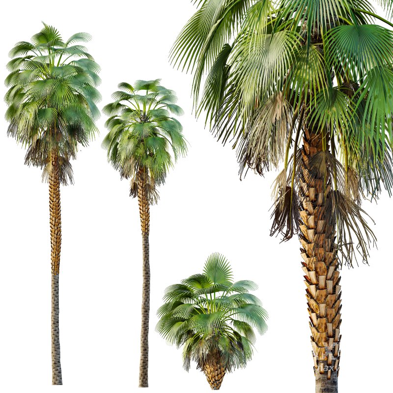 AV Queen Palm Trees Syagrus Romanzoffiana and Mexican Fan Palm Washingtonia Robusta trees - Image 2