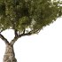 Olive Tree Set50 - Thumbnail 1