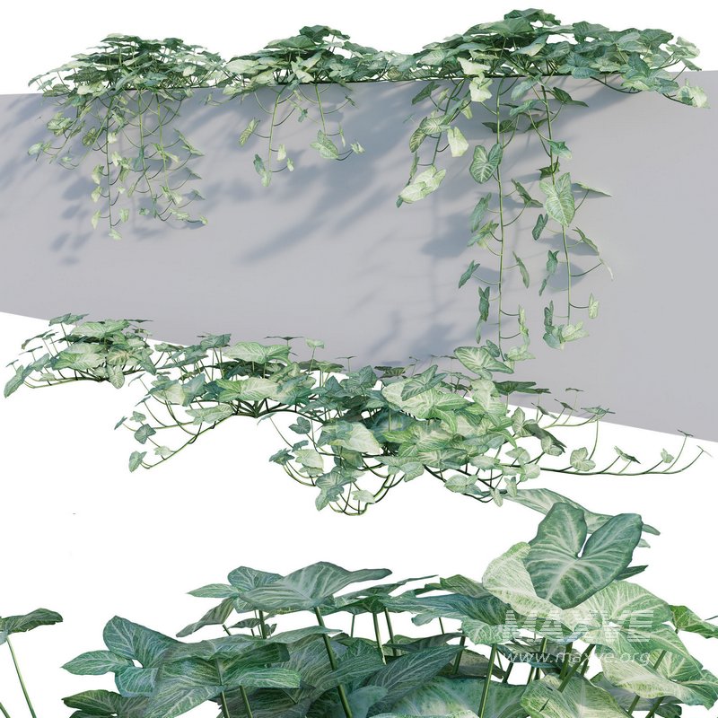 Aglaonema muntifolium 02 - Image 1