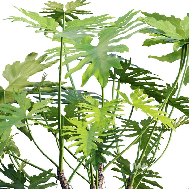 Philodendron bipinnatifidum ¨C Philodendron selloum Split - Image 2