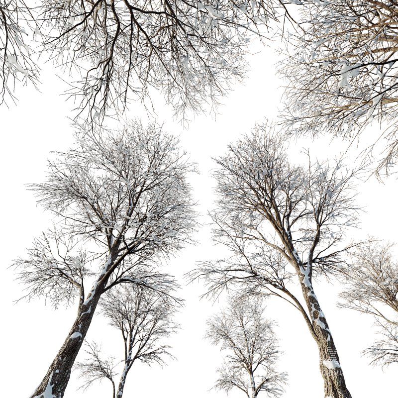 AV Plants Angel Oak Live Tree Spanish Moss Winter Snow Tree - Image 2