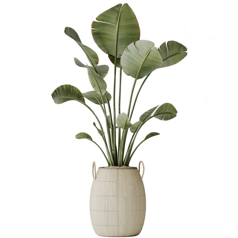 AV Indoor plants set 161 Arbequina Wilsonii Chemlali Olive and Ravenala Banana Strelitzia Nicolai and Briful Pachira Aquatica - Image 1