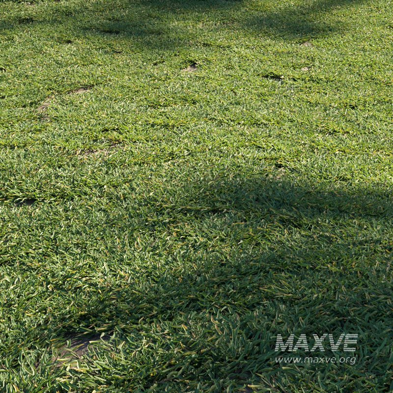 Eremochloa ophiuroides – cut 01 - Image 1