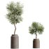 AV HousePlants Olive Elegant Mission Kalamata Leccino Arbequina Wilsonii Set02 - Thumbnail 2