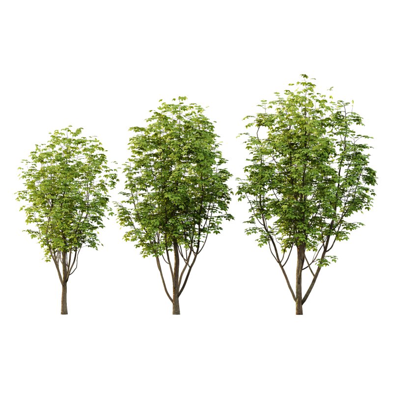 Fraxinus Rhynchophylla Tree 05 - Image 2