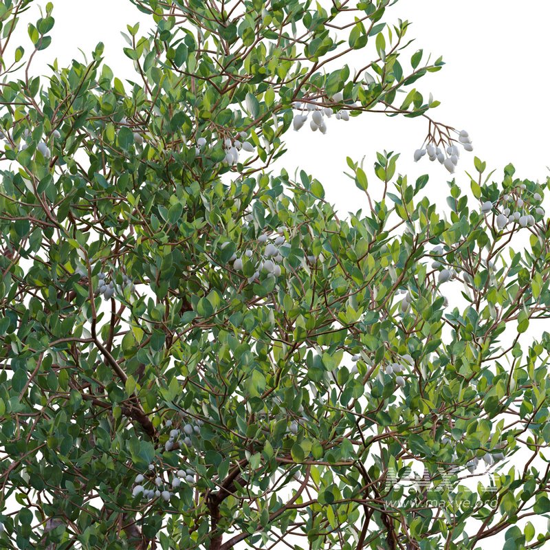 Arctostaphylos manzanita ¨C Common Manzanita 02 - Image 4