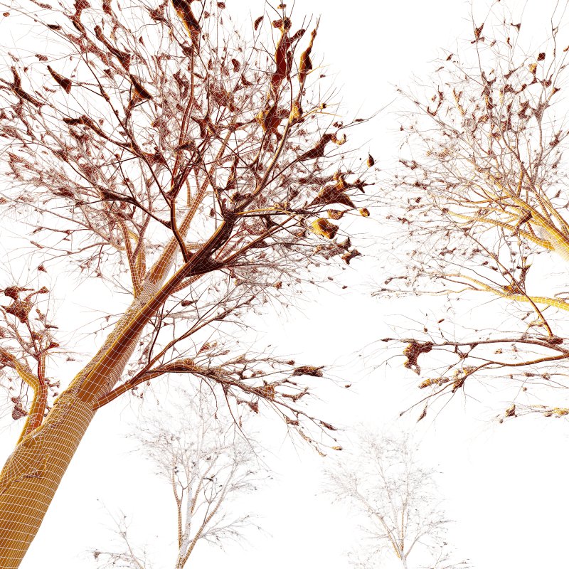 AV Plants Angel Oak Live Tree Spanish Moss Winter Snow Tree - Image 3