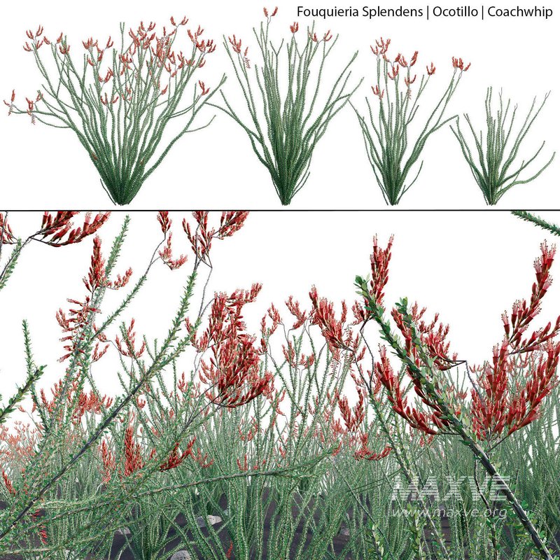 Fouquieria Splendens ¨C Ocotillo - Image 1