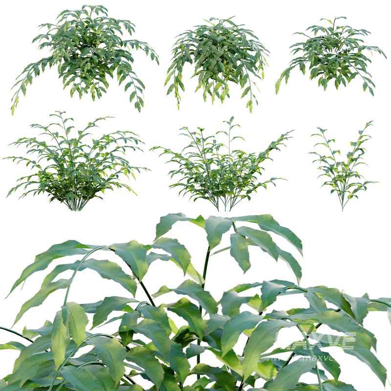 Coniogramme japonica – Fern - Image 1