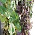 Vertical garden – Green wall – 01 - Thumbnail 2