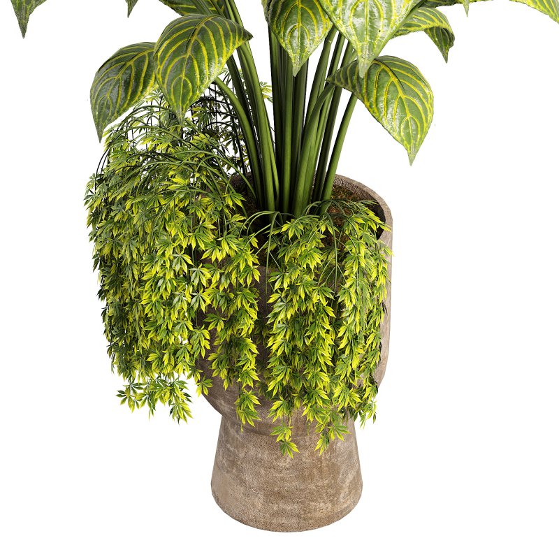 Canna indoor plent - Image 4