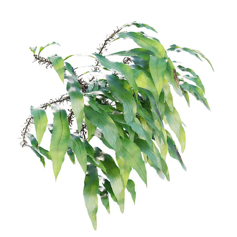 Neolepisorus fortunei - Image 2