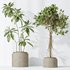 AV Indoor plants set 162 Mandarin Citrus Fruit Orange and Ficus Cyathistipula and Benjamina African Fig and Yucca Aloifolia Rostrata Palm - Thumbnail 5
