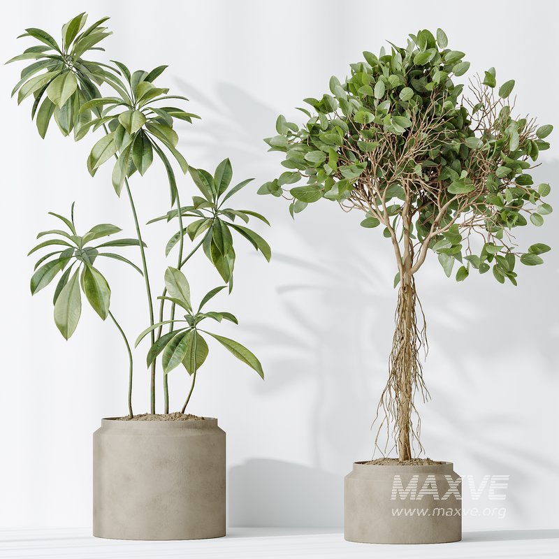 AV Indoor plants set 162 Mandarin Citrus Fruit Orange and Ficus Cyathistipula and Benjamina African Fig and Yucca Aloifolia Rostrata Palm - Image 5