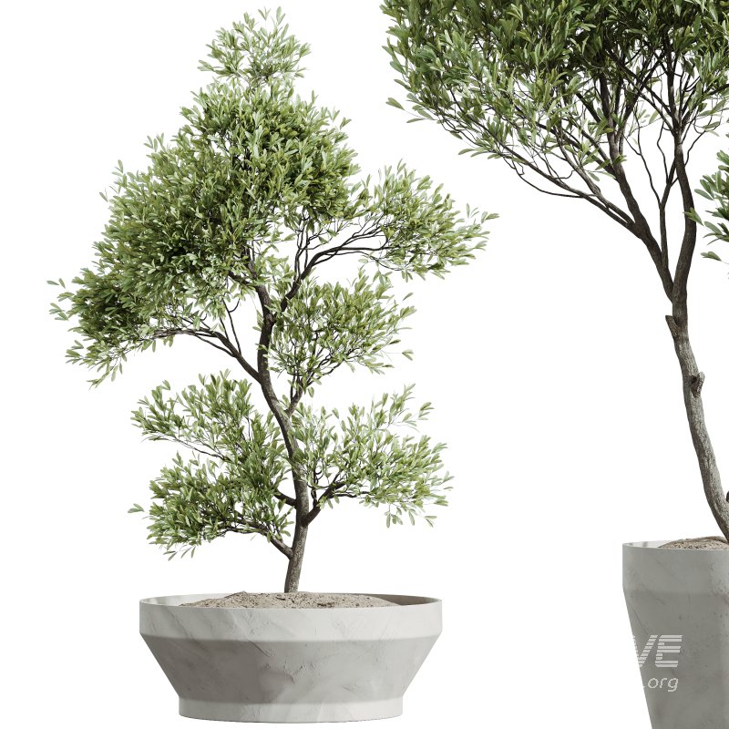 AV HousePlants Mission Kalamata Leccino Arbequina Wilsonii Chemlali Olive Set42 - Image 1