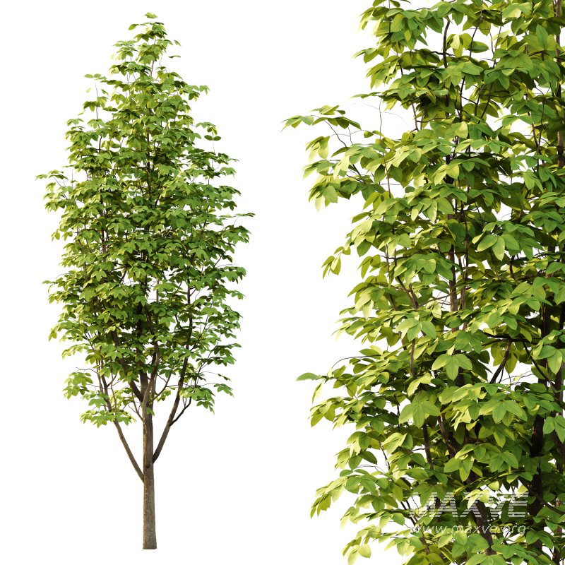 Fraxinus Rhynchophylla Tree 04 - Image 3