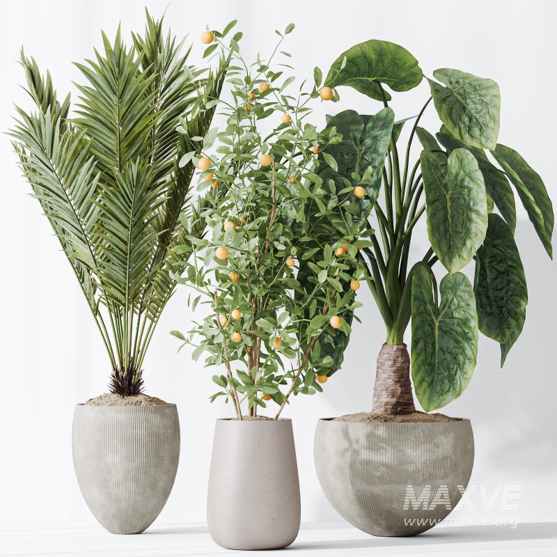AV Indoor plants set 175 Areca Palm and Cunjevoi Alocasia Jardin and Mandarin Citrus Fruit Bonsai China Orange Tree - Image 3