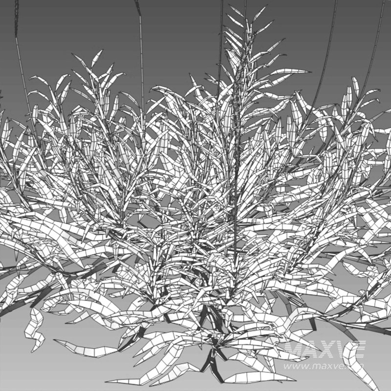 Eremochloa ophiuroides – set 03 - Image 7