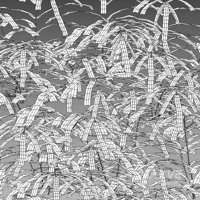 Pteris umbrosa ¨C Jungle Brake Fern - Image 7