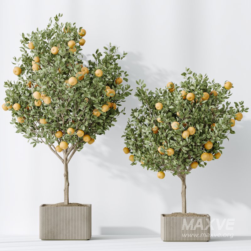 AV Indoor plants set 165 Arbequina Wilsonii Chemlali Olive and Mandarin Citrus Fruit Orange and Ravenala Banana Strelitzia - Image 6