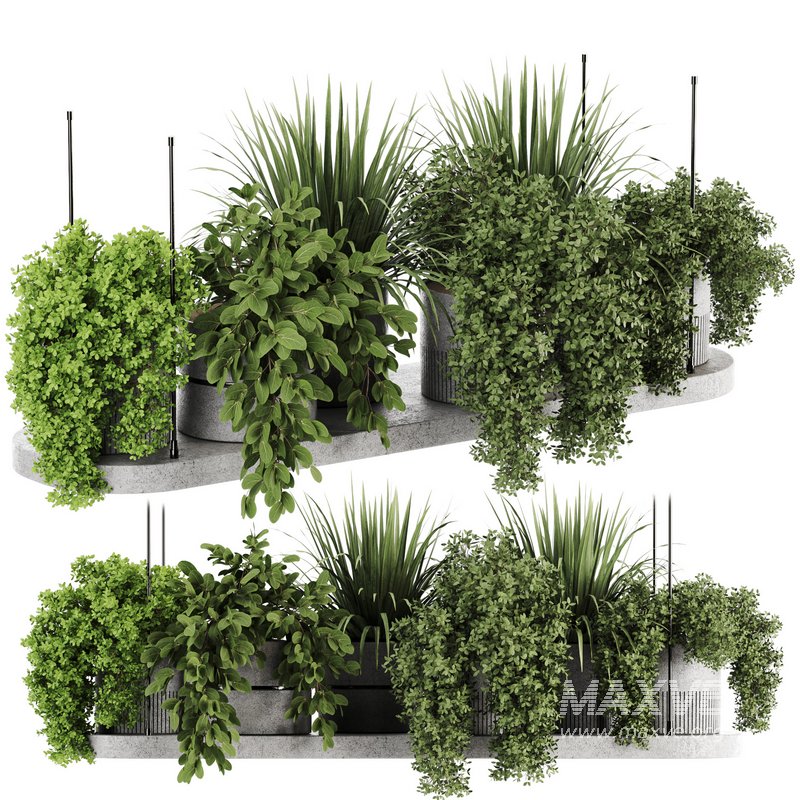 Indoorplants-Hanging plants set-85 - Image 5