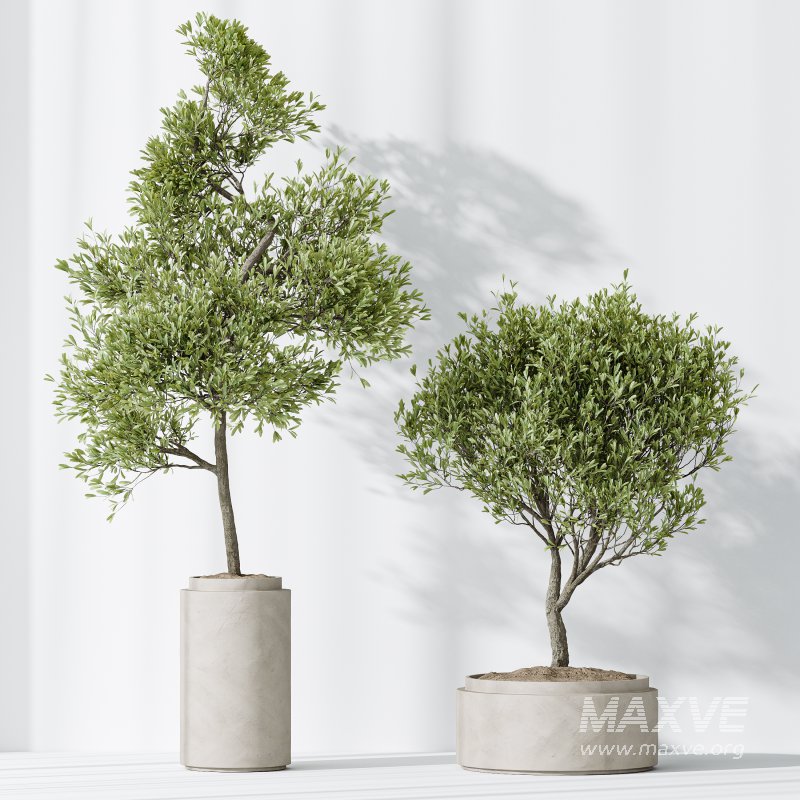 AV HousePlants Mission Kalamata Leccino Arbequina Wilsonii Chemlali Olive Set43 - Image 3