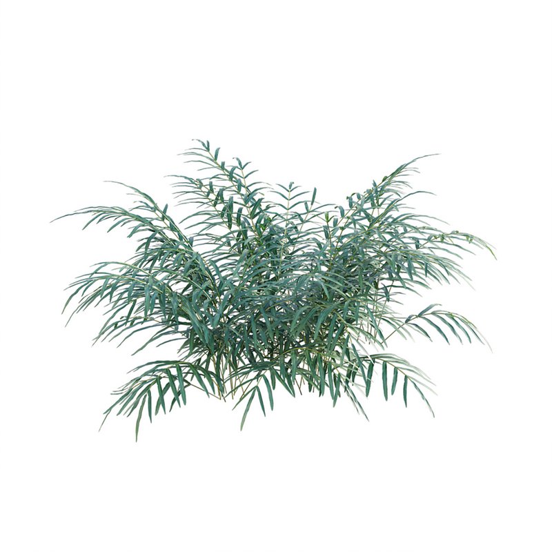 Pteris umbrosa ¨C Jungle Brake Fern - Image 4