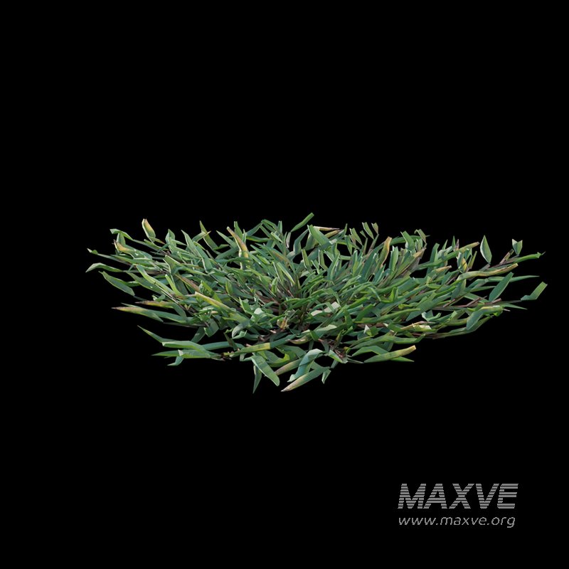 Eremochloa ophiuroides – cut 01 - Image 3