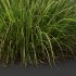AV 6 different grasses Pennisetum Alopecuroides Lampenputzergras Fountain Hameln and Carex Elata Aurea Grass Version2 - Thumbnail 5