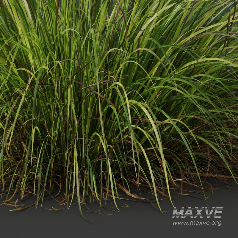 AV 6 different grasses Pennisetum Alopecuroides Lampenputzergras Fountain Hameln and Carex Elata Aurea Grass Version2 - Image 5