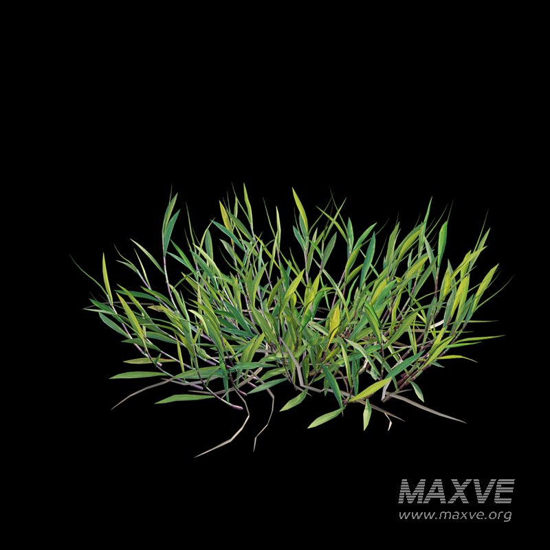 Cynodon dactylon – dry 01 - Image 5