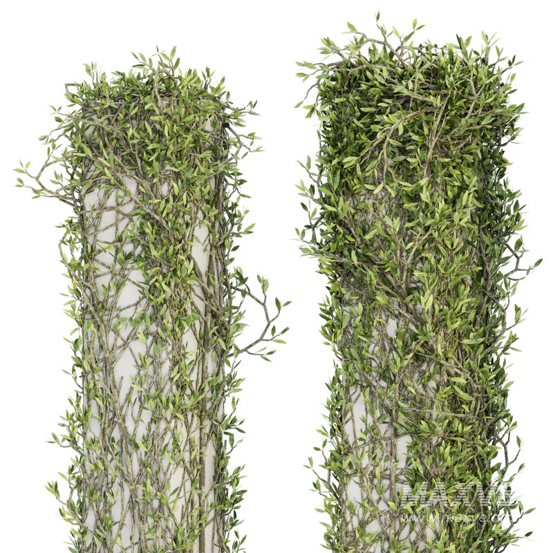 Outdoor Plant Set 010 - Image 4