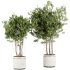 Indoor plants-Pot and tree set167 - Thumbnail 4