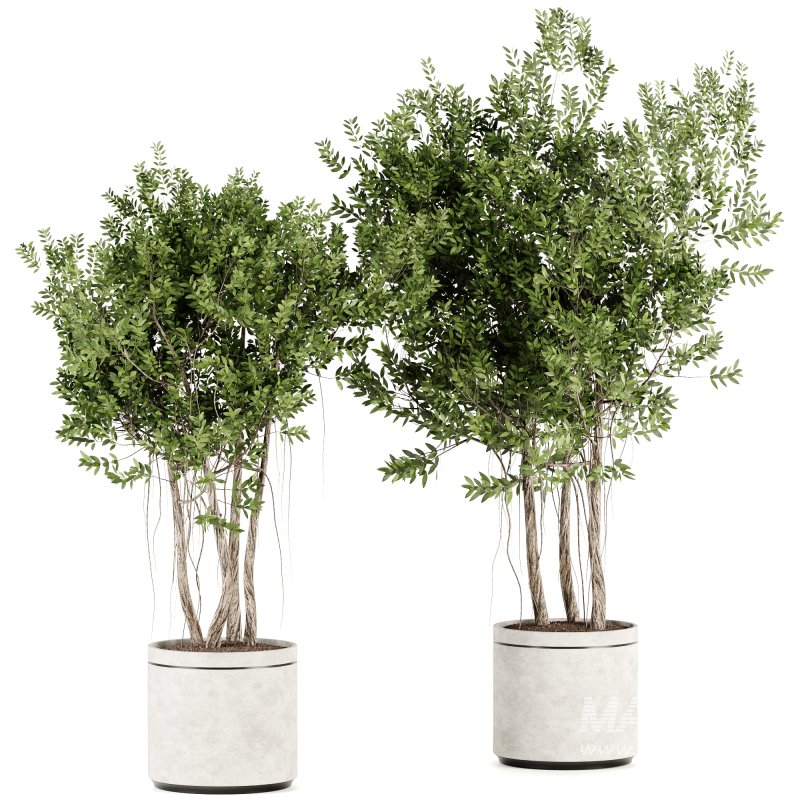 Indoor plants-Pot and tree set167 - Image 4