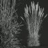 AV Celtica Gigantea Stipa Golden Oats and Calamagrostis Acutiflora Karl Foerster grasses - Thumbnail 12