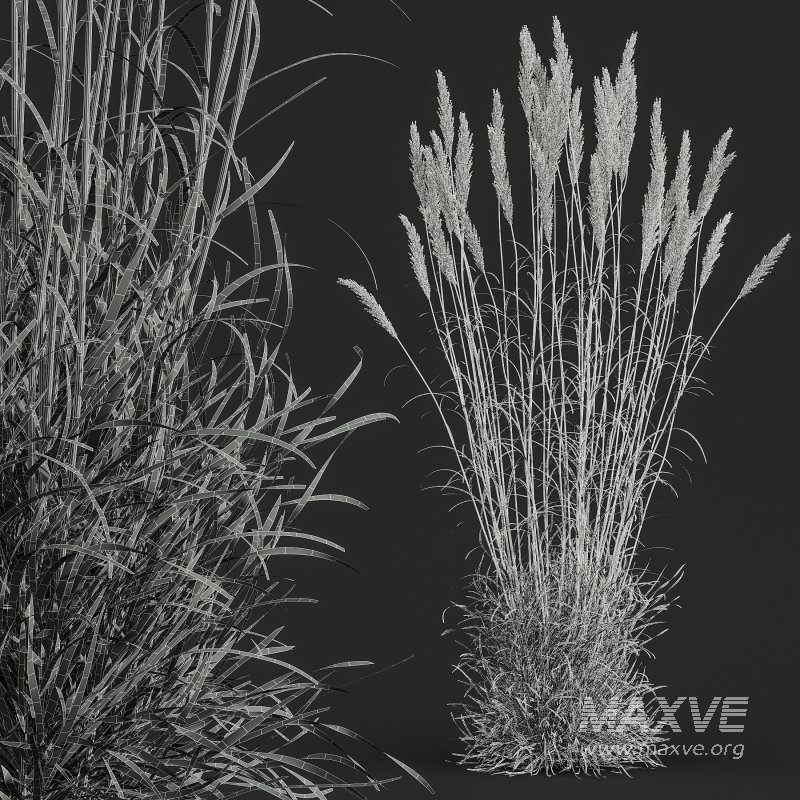 AV Celtica Gigantea Stipa Golden Oats and Calamagrostis Acutiflora Karl Foerster grasses - Image 12